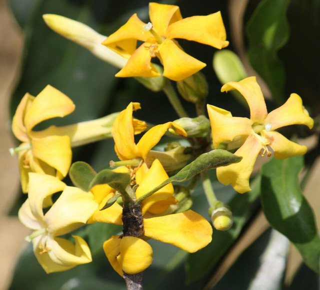 10 AU SEEDS NATIVE FRANGIPANI TREE HYMENOSPORUM FLAVUM FLOWERS GLOSSY FOLIAGE