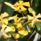 10 AU SEEDS NATIVE FRANGIPANI TREE HYMENOSPORUM FLAVUM FLOWERS GLOSSY FOLIAGE
