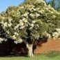 1250 AU SEEDS PAPERBARK NATIVE FLOWERING TREE GARDEN MELALEUCA QUINQUENERVIA HARDY