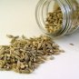 FENNEL 50 AU SEEDS HERB CULINARY FOENICULUM VULGARE