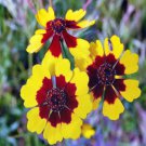 300 AU SEEDS COREOPSIS DWARF RADIATA HARDY FLOWERING DROUGHT TOLERANT