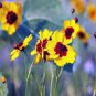 300 AU SEEDS COREOPSIS DWARF RADIATA HARDY FLOWERING DROUGHT TOLERANT