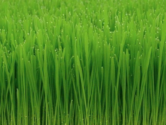 MICRO GREEN OATS GRASS 250 AU SEEDS SPROUTS HEALTH