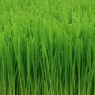 MICRO GREEN OATS GRASS 250 AU SEEDS SPROUTS HEALTH