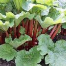 RHUBARB VICTORIA VEGETABLE 10 AU SEEDS SWEET TASTING HEIRLOOM HARDY