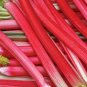 RHUBARB VICTORIA VEGETABLE 10 AU SEEDS SWEET TASTING HEIRLOOM HARDY
