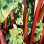 RHUBARB VICTORIA VEGETABLE 10 AU SEEDS SWEET TASTING HEIRLOOM HARDY