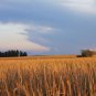 BARLEY HORDEUM VULGARE GRAIN 200 AU SEEDS