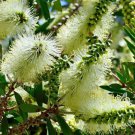 1500 AU SEEDS WHITE WILLOW BOTTLEBRUSH NATIVE FLOWERING TREE CALLISTEMON SALIGNUS