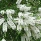 1250 AU SEEDS BRACELET HONEY MYRTLE MELALEUCA ARMILLARIS NATIVE FLOWERING