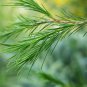 1250 AU SEEDS BRACELET HONEY MYRTLE MELALEUCA ARMILLARIS NATIVE FLOWERING