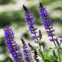 100 AU SEEDS CHIA PLANT SALVIA HISPANICA FLOWER HIGH IN VITAMINS AND MINERALS