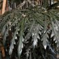 FALSE ARALIA 10 AU SEEDS ARALIA ELEGANTISSIMA OUTDOOR INDOOR