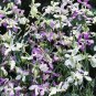 125 AU SEEDS NIGHT SCENTED STOCK MATTHIOLA BICORNIS SCENTED FLOWERS VERY HARDY
