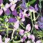 125 AU SEEDS NIGHT SCENTED STOCK MATTHIOLA BICORNIS SCENTED FLOWERS VERY HARDY