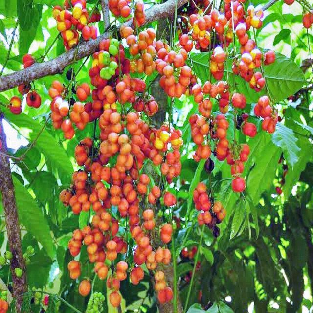 LANCEWOOD HARPULLIA PENDULA NATIVE COMPACT FLOWERING TREE 10 AU SEEDS