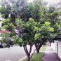 LANCEWOOD HARPULLIA PENDULA NATIVE COMPACT FLOWERING TREE 10 AU SEEDS