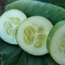 CUCUMBER POINSETT 20 AU SEEDS VEGETABLE HEIRLOOM SWEET TASTING HIGH YIELDS