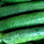 CUCUMBER POINSETT 20 AU SEEDS VEGETABLE HEIRLOOM SWEET TASTING HIGH YIELDS