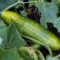 CUCUMBER POINSETT 20 AU SEEDS VEGETABLE HEIRLOOM SWEET TASTING HIGH YIELDS