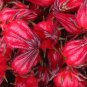 10 AU SEEDS ROSELLA HIBISCUS SABDARIFFA EDIBLE FLOWERS TEA LOLLIES