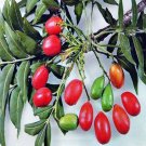 KAFFIR PLUM HARPEPHYLLUM CAFFRUM EDIBLE FRUIT FLOWERING TREE 10 AU SEEDS