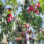 KAFFIR PLUM HARPEPHYLLUM CAFFRUM EDIBLE FRUIT FLOWERING TREE 10 AU SEEDS