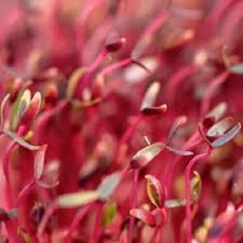 1000 AU SEEDS RED GARNET MICRO GREEN SPROUTS HIGH IN PROTEIN