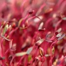 1000 AU SEEDS RED GARNET MICRO GREEN SPROUTS HIGH IN PROTEIN