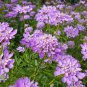 CANDYTUFT IBERIS UMBELLATA MIXED COLOURS FLOWERING 100 AU SEEDS