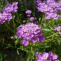 CANDYTUFT IBERIS UMBELLATA MIXED COLOURS FLOWERING 100 AU SEEDS