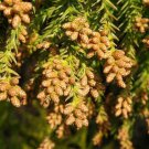 JAPANESE CEDAR TREE CRYPTOMERIA JAPONICA 10 AU SEEDS