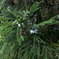 JAPANESE CEDAR TREE CRYPTOMERIA JAPONICA 10 AU SEEDS