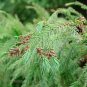 JAPANESE CEDAR TREE CRYPTOMERIA JAPONICA 10 AU SEEDS