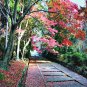 10 AU SEEDS JAPANESE ELM ZELKOVA SERRATA FLOWERING COLOURFUL LEAVES
