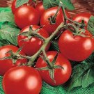 25 AU SEEDS MONEYMAKER TOMATO HEIRLOOM VEGETABLE HIGH YIELDING FAST GROWING TASTY