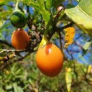 20 AU SEEDS KANGAROO APPLE SOLANUM LACINIATUM BUSH TUCKER