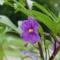 20 AU SEEDS KANGAROO APPLE SOLANUM LACINIATUM BUSH TUCKER