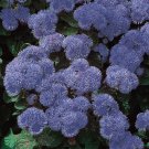 BLUE MINK AGERATUM FLOWER 125 AU SEEDS LONG FLOWERING LARGE BLOOMS