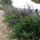 BLUE FLAX LILY DIANELLA BREVIPEDUNCULATA BUSH TUCKER 20 AU SEEDS