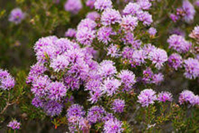 SWAMP HONEY MYRTLE NATIVE FLOWERING SHRUB MELALEUCA SQUAMEA 1250 AU SEEDS
