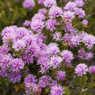 SWAMP HONEY MYRTLE NATIVE FLOWERING SHRUB MELALEUCA SQUAMEA 1250 AU SEEDS