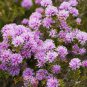 SWAMP HONEY MYRTLE NATIVE FLOWERING SHRUB MELALEUCA SQUAMEA 1250 AU SEEDS