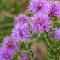 SWAMP HONEY MYRTLE NATIVE FLOWERING SHRUB MELALEUCA SQUAMEA 1250 AU SEEDS