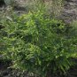 SWAMP HONEY MYRTLE NATIVE FLOWERING SHRUB MELALEUCA SQUAMEA 1250 AU SEEDS
