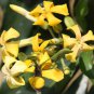 10 AU SEEDS NATIVE FRANGIPANI TREE HYMENOSPORUM FLAVUM FRAGRANT FLOWERS