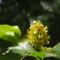 10 AU SEEDS NATIVE FRANGIPANI TREE HYMENOSPORUM FLAVUM FRAGRANT FLOWERS