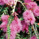 1250 AU SEEDS WILSONS HONEY MYRTLE NATIVE FLOWERING SHRUB MELALEUCA WILSONII
