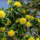 GOLDEN PENDA XANTHOSTEMON CHRYSANTHUS FLOWERING TREE 30 AU SEEDS