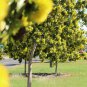 GOLDEN PENDA XANTHOSTEMON CHRYSANTHUS FLOWERING TREE 30 AU SEEDS